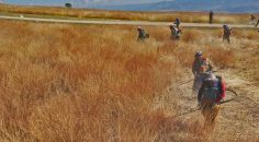 ANTİK KENTTE YABANİ OTLAR TEMİZLENDİ