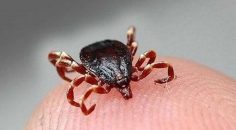 KENEYE DİKKAT! ÖLÜMCÜL OLABİLİR