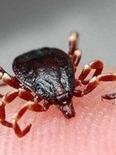 KENEYE DİKKAT! ÖLÜMCÜL OLABİLİR