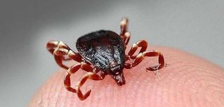 KENEYE DİKKAT! ÖLÜMCÜL OLABİLİR