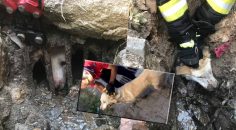 BÜYÜKŞEHİR İTFAİYE’DEN NEFES KESEN KURTARMA