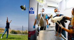 ELEKTRİK AKIMINA KAPILAN LEYLEKLERE BÜYÜKŞEHİR SAHİP ÇIKTI