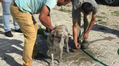 SICAKLARDA CAN DOSTLARI UNUTMADILAR