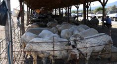 KURBAN PAZARINA ZABITA DENETİMİ