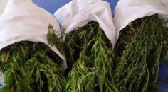 13 YIL HAPİS CEZASI İLE ARANIYORDU!