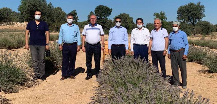 ERDOĞAN, ÜRETİCİLERİN HASAT SEVİNCİNE ORTAK OLDU