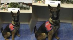 BULDAN’DA 2 KİLO ESRAR YAKALANDI