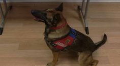 JANDARMA’DAN ORTAK UYUŞTURUCU OPERASYONU