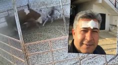 BESLEDİĞİ BOĞA TARAFINDAN SALDIRIYA UĞRADI