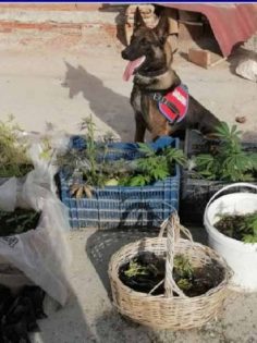 JASAT ÇATIDA YAKALADI