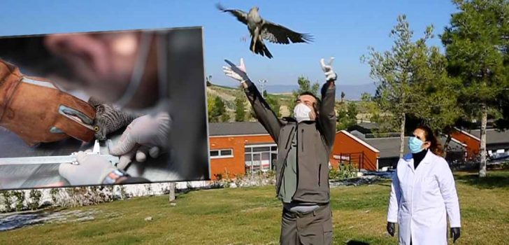 YARALI ATMACA YENİDEN ÖZGÜRLÜĞE KANAT ÇIRPTI
