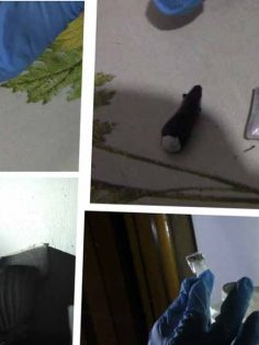 UYUŞTURUCU OPERASYONU: 5 TUTUKLAMA