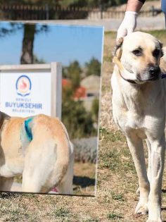 SOKAK HAYVANLARI BÜYÜKŞEHİR’E EMANET