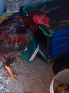 HOROZ DÖVÜŞTÜREN KİŞİLERE CEZA