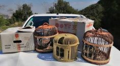 KAÇAK AVLADIĞI KEKLİKLERE SATMAYA ÇALIŞAN KİŞİYE CEZA