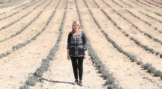 MERKEZEFENDİ’DE LAVANTA BAHÇESİ YAZA HAZIRLANIYOR