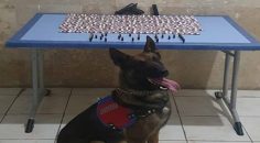 JANDARMA’DAN UYUŞTURUCU OPERASYONU: 4 GÖZALTI