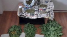 EVİNİN BAHÇESİNDE YETİŞTİRDİ