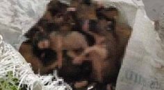 ÇUVALDA TELEF OLMUŞ 20 KÖPEK YAVRUSU BULUNDU