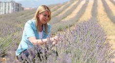 LAVANTA BAHÇESİ ZİYARETE AÇILDI