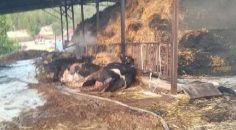 AHIRDA YANGIN: 23 BÜYÜKBAŞ TELEF OLDU