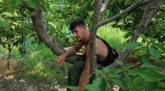 HIZLI GONZALEZ LAKAPLI HÜKÜMLÜ KİRAZ BAHÇESİNDE YAKALANDI