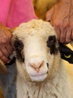 KURBAN KESERKEN KALP KRİZİNDEN ÖLDÜ