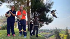 YAVRU LEYLEKLERE BÜYÜKŞEHİR SAHİP ÇIKTI