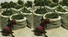 ACIPAYAM’DA UYUŞTURUCU OPERASYONU