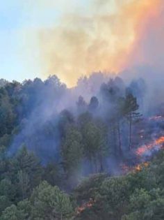 DENİZLİ’DE ORMAN YANGINI KONTROL ALTINA ALINDI