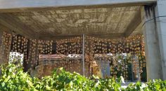 HONAZ’DA HURMALARI ÇALAN YAKALANDI