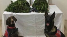 ÇİVRİL’DE UYUŞTURUCU OPERASYONU