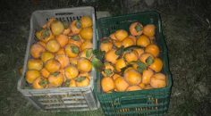 CENNET ELMASI ÇALARKEN YAKALANDILAR