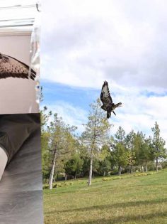 YABAN DOSTLARI BÜYÜKŞEHİR İLE HAYATA DÖNDÜ