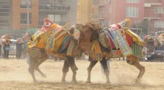 BAŞKAN ZOLAN’DAN DEVE GÜREŞLERİNE DAVET