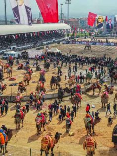 DENİZLİLİLER DEVE GÜREŞİ HEYECANINI DOYASIYA YAŞADI