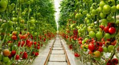 DENİZLİLİ ÇİFTÇİLER ÜRETİYOR, BÜYÜKŞEHİR DESTEKLİYOR