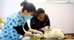 ZEHİRLENEN SOKAK KEDİLERİNİ HAYATA DÖNDÜRDÜLER