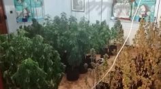 LÜKS VİLLA’DA UYUŞTURUCU YETİŞTİRİRKEN YAKALANDILAR