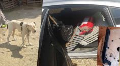 DENİZLİ’DE 1 HAFTA İÇİNDE 98 KİŞİ TUTUKLANDI