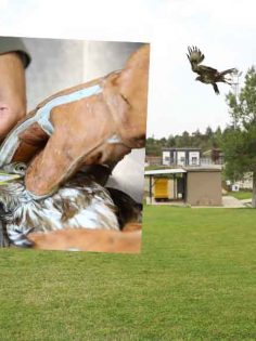 YARALI KIZIL ŞAHİNE BÜYÜKŞEHİR ŞEVKATİ