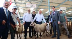 BÜYÜKŞEHİR’DEN 200 AİLEYE 400 DAMIZLIK KOÇ VE TEKE