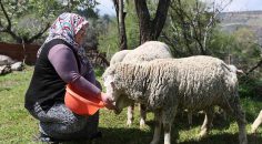 BİR YIL OLMADAN HAYVAN SAYISI 3 KATINA ÇIKTI