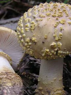 YAŞLI KADINI YEDİĞİ MANTAR ÖLDÜRDÜ