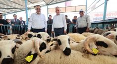 BÜYÜKŞEHİR’DEN 200 AİLEYE 400 KÜÇÜKBAŞ HAYVAN