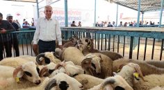 BÜYÜKŞEHİR’DEN KÜÇÜKBAŞ HAYVANCILIĞINA BÜYÜK  DESTEK