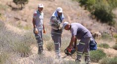 MERKEZEFENDİ’NİN MOR BAHÇESİNDE LAVANTA HASADI YAPILDI