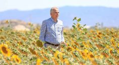 AYÇİÇEKLER HASAT İÇİN GÜN SAYIYOR