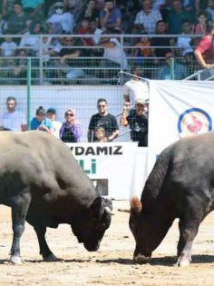 BÜYÜKŞEHİR BOĞA GÜREŞLERİ HEYECANI SONA ERDİ