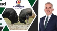 BOĞA GÜREŞİ HEYECANI DENİZLİ’DE